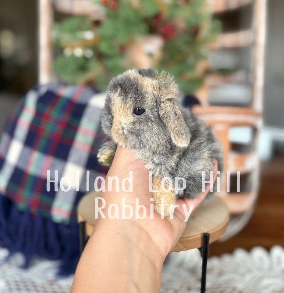 Beautiful Holland Lop Bunny - Doe