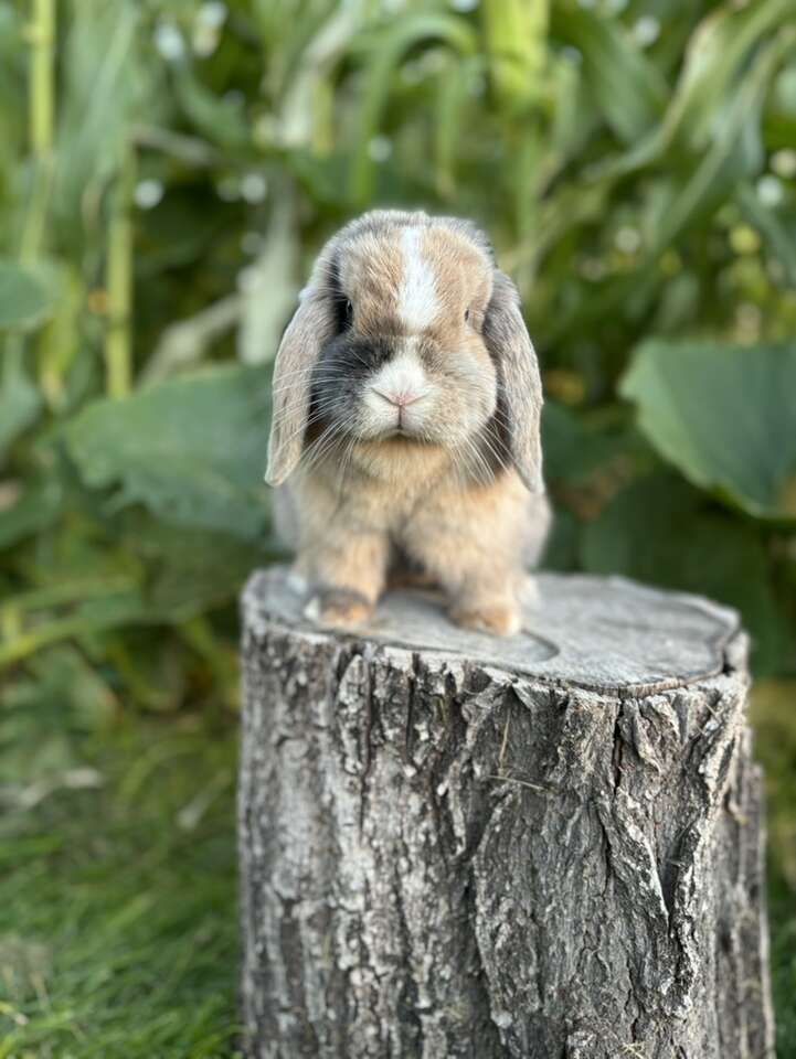 Beautiful Holland Lop Bunny