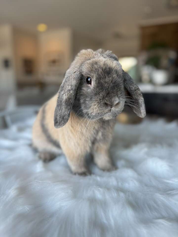 Adorable Holland Lop Bunny