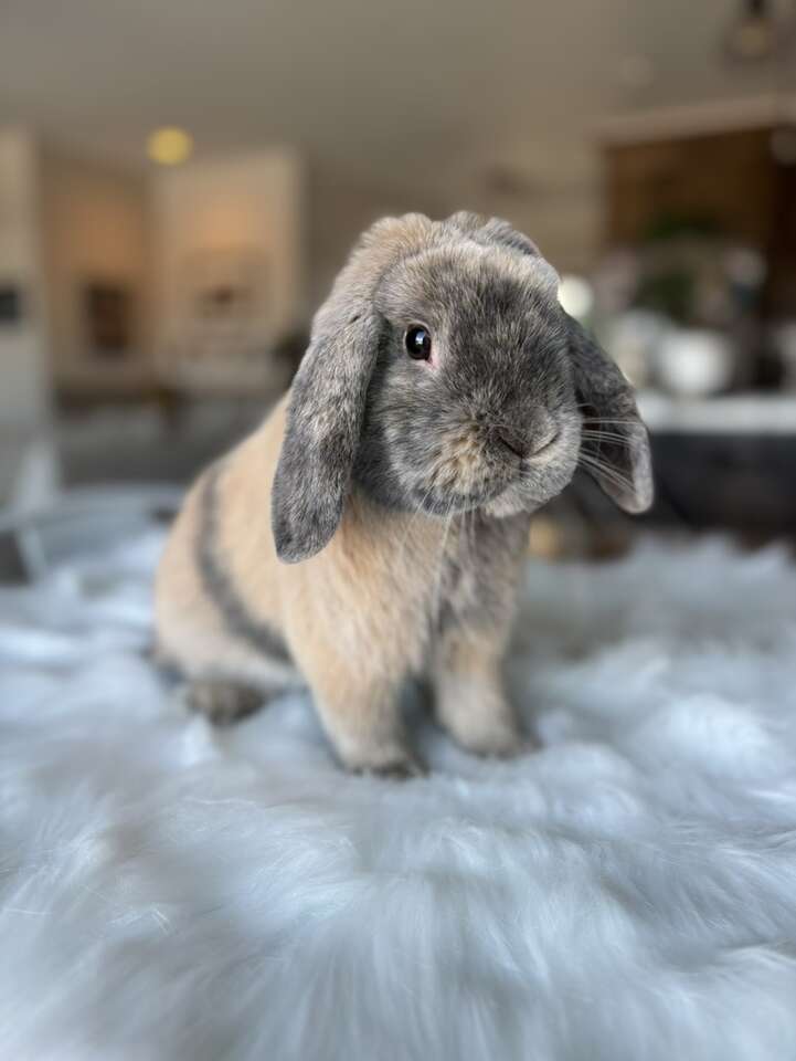 Purebred Holland Lop Bunny