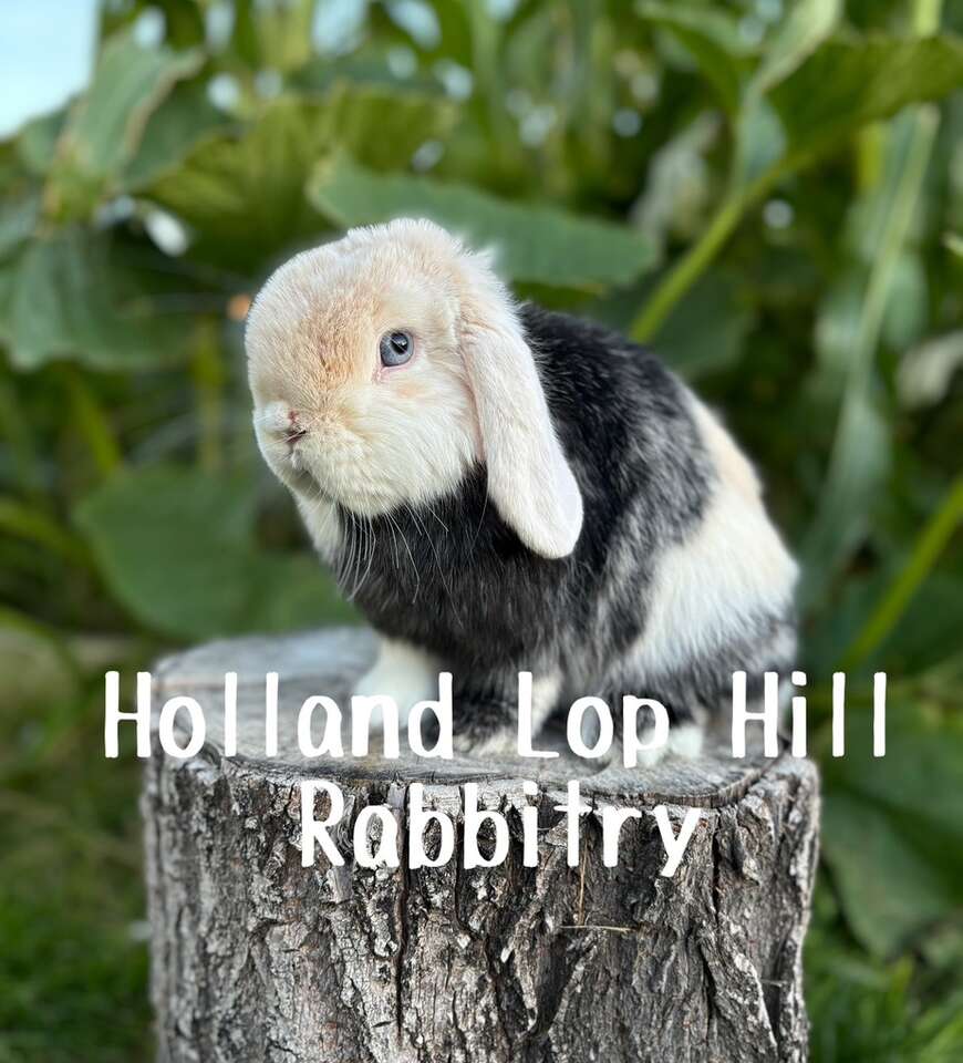 Unique And Beautiful Holland Lop Bunny