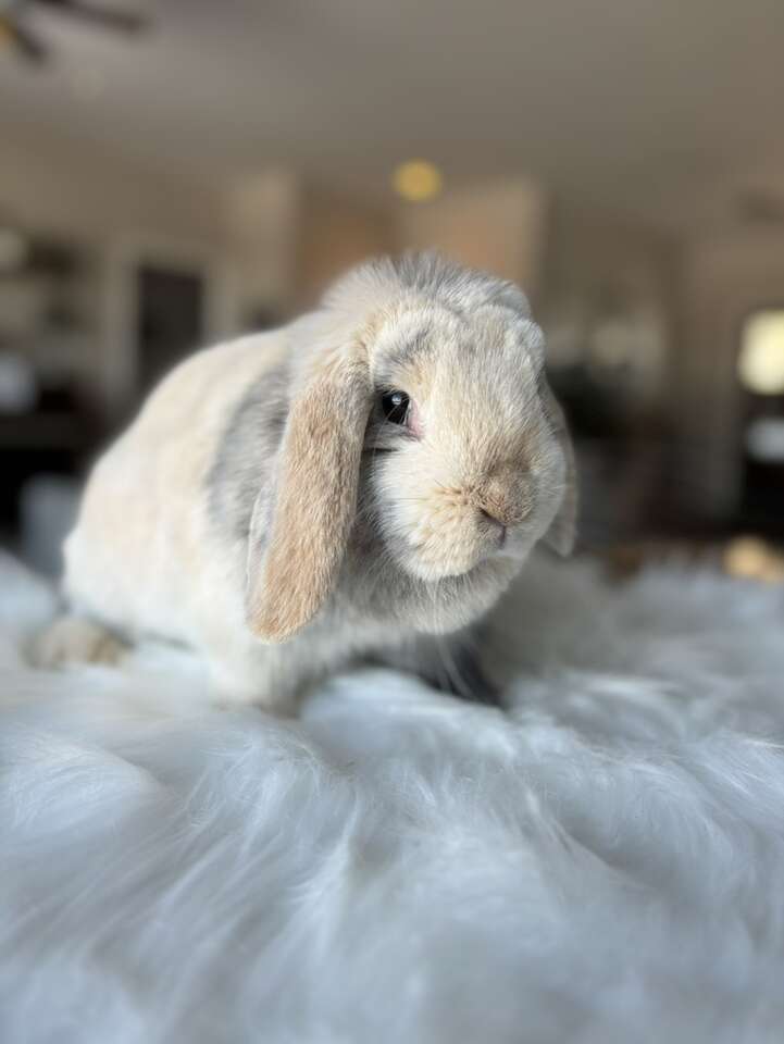 Beautiful Holland Lop Bunny