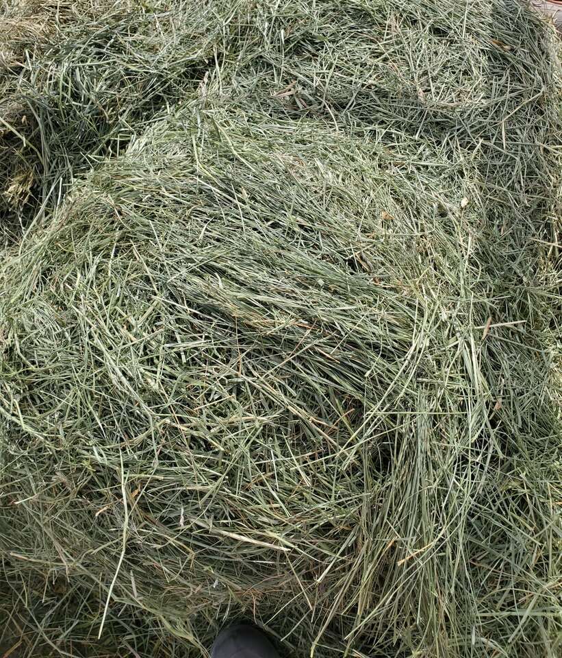 Nice GRASS Hay for sale and Boarding available in West Haven near Roy