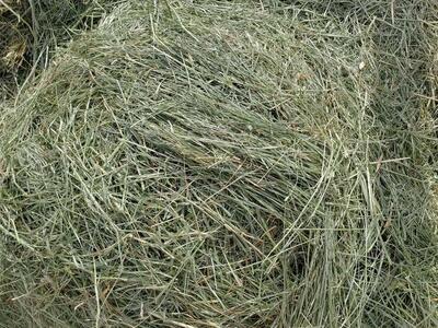 Nice GRASS Hay for sale and Boarding available in West Haven near Roy