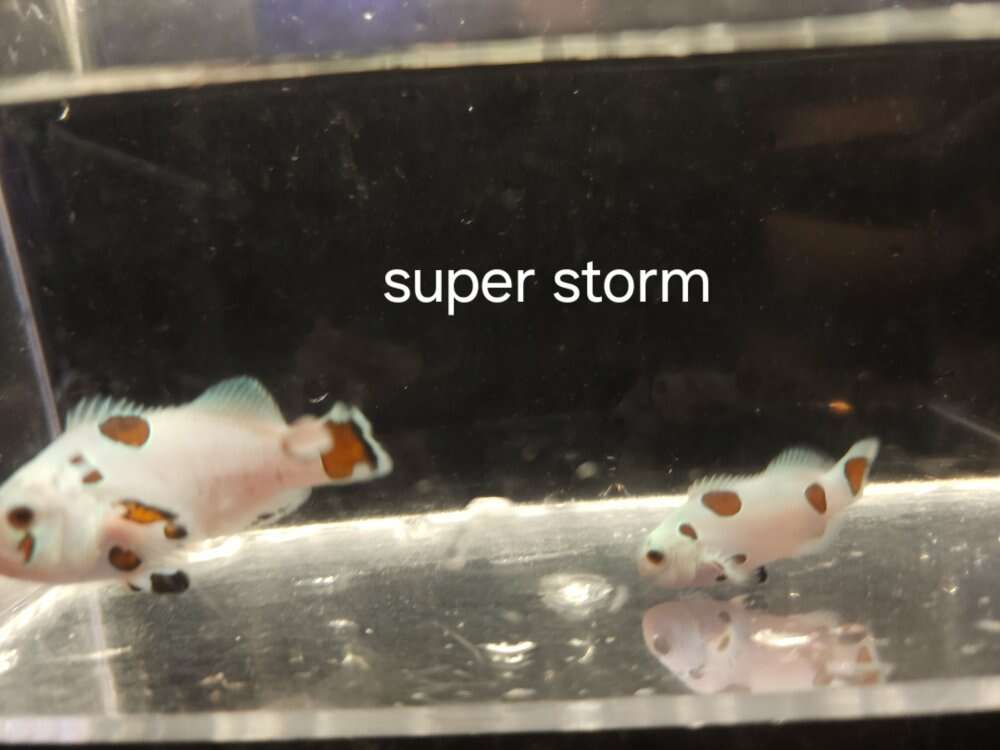 Saltwater fish and inverts Pets