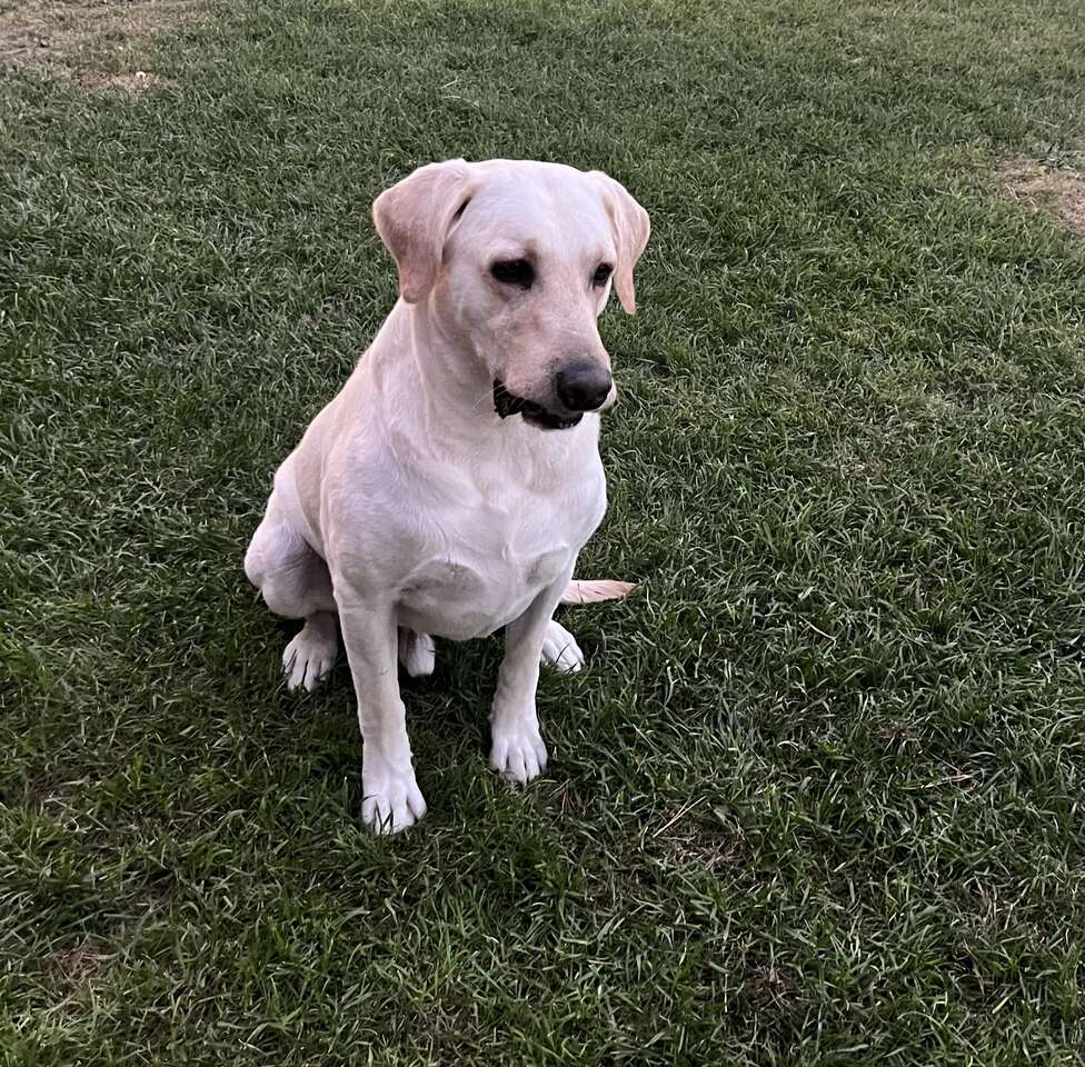 AKC Registered yellow lab stud Pets