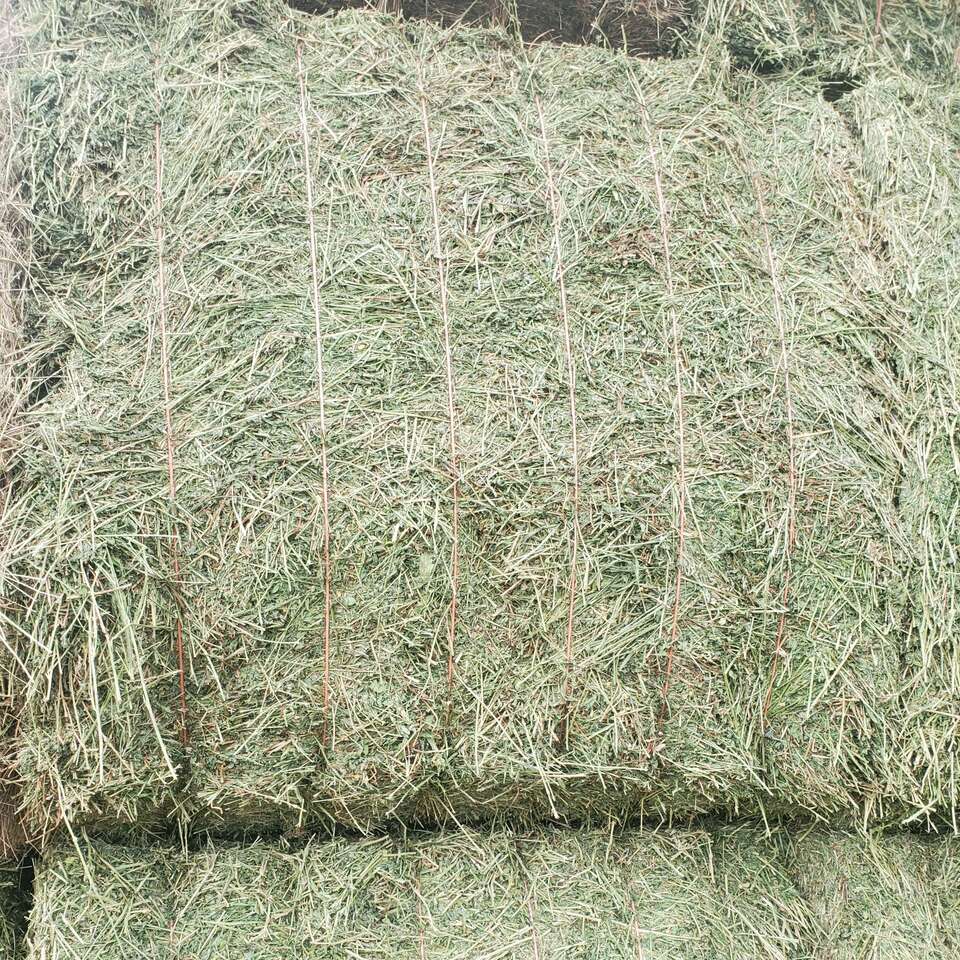 4x4 Bales Alfalfa hay Livestock