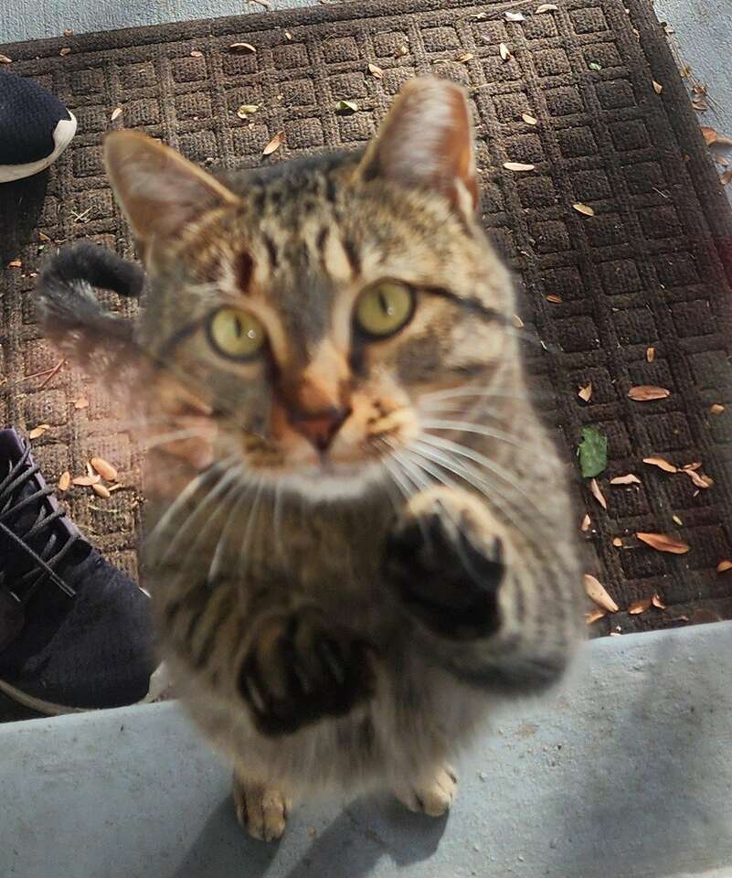 Free cat to good home! Pets