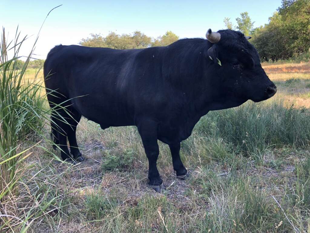 Mini/Dexter Bull For Lease