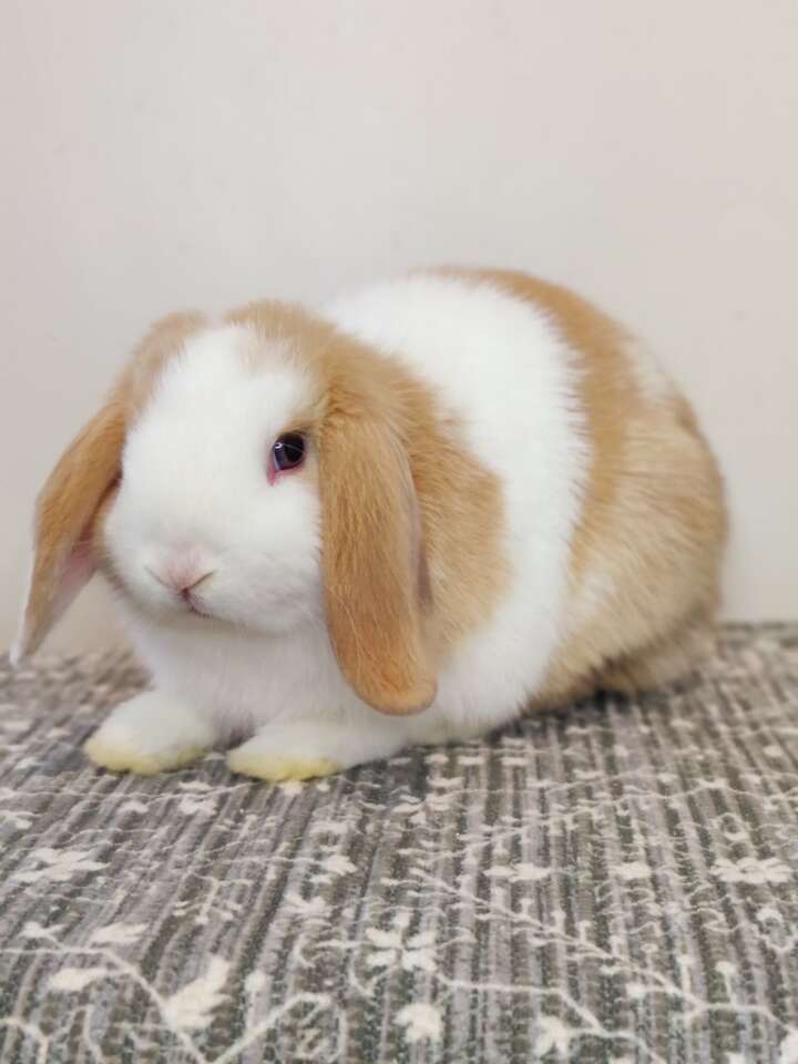 Holland Lop bunnies.