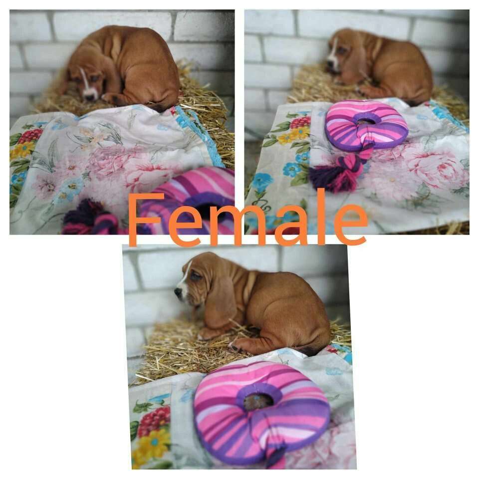 Basset hound puppies Pets