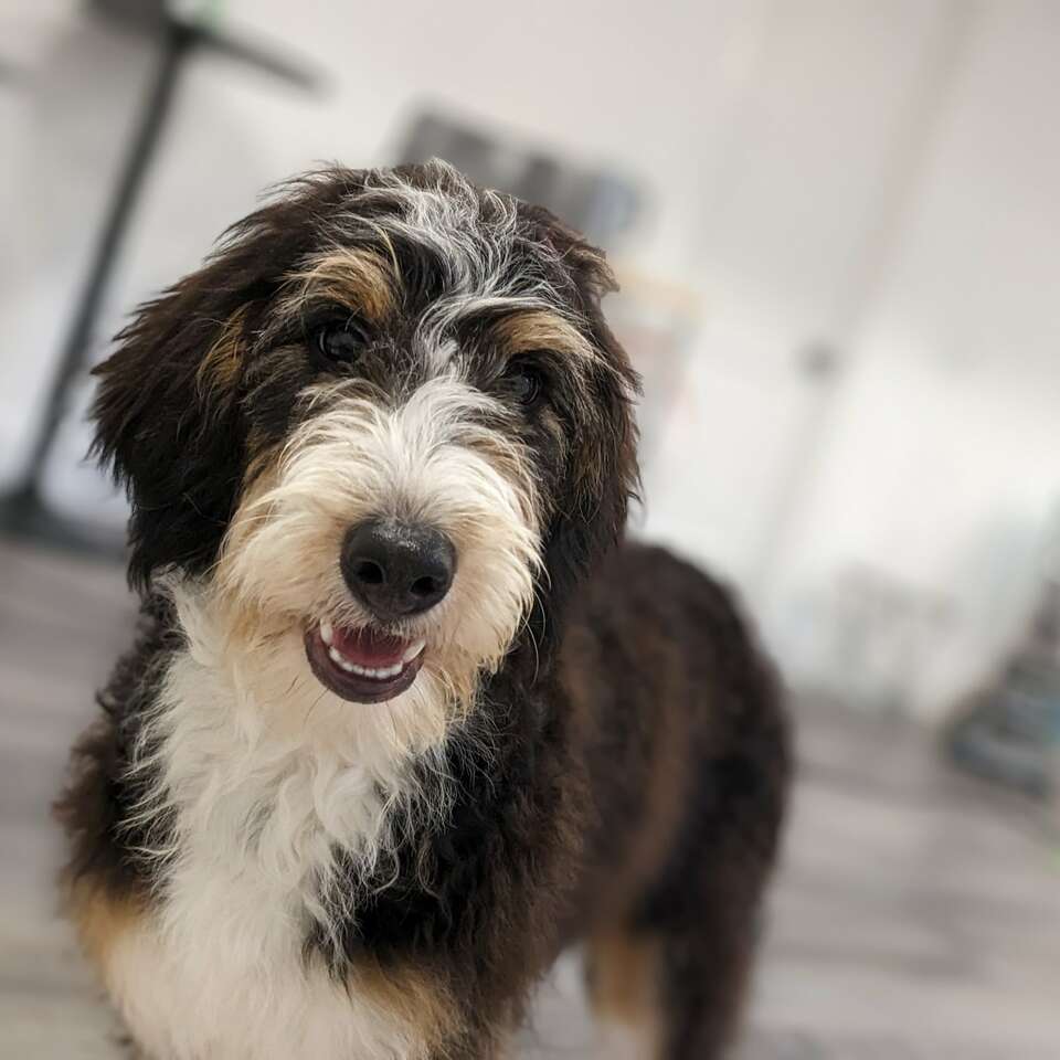 Beautiful Bernedoodle Girl, 5 months old Pets