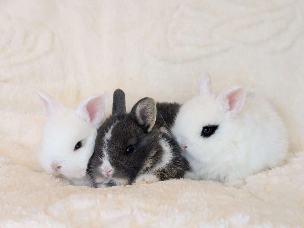 Dwarf Bunnies for Easter, Netherland/Holland Lop