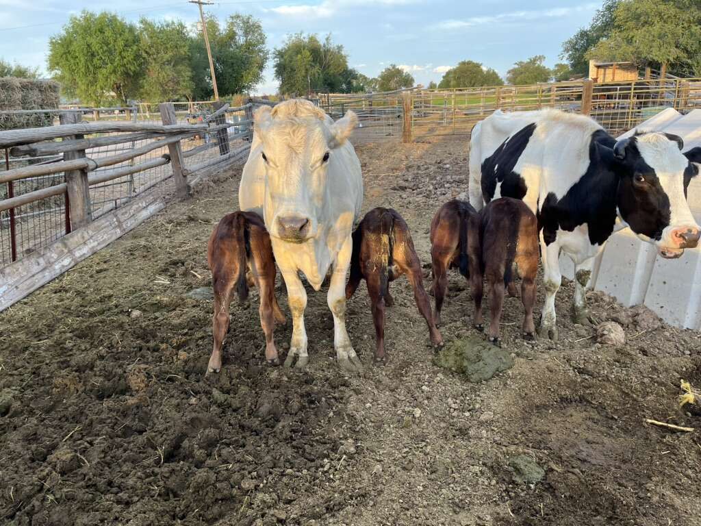 Nurse Cows Livestock