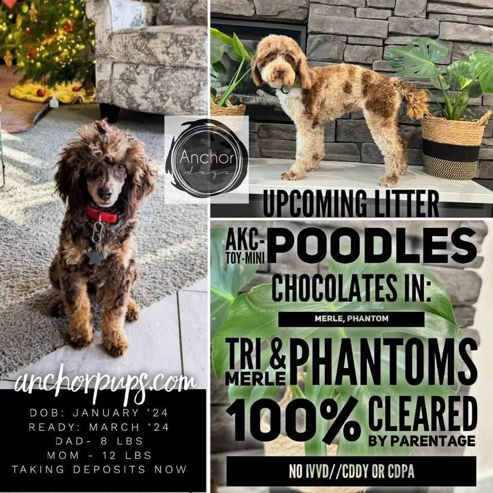 🧸 AKC Mini Poodles 10 Year Guarantee Pets