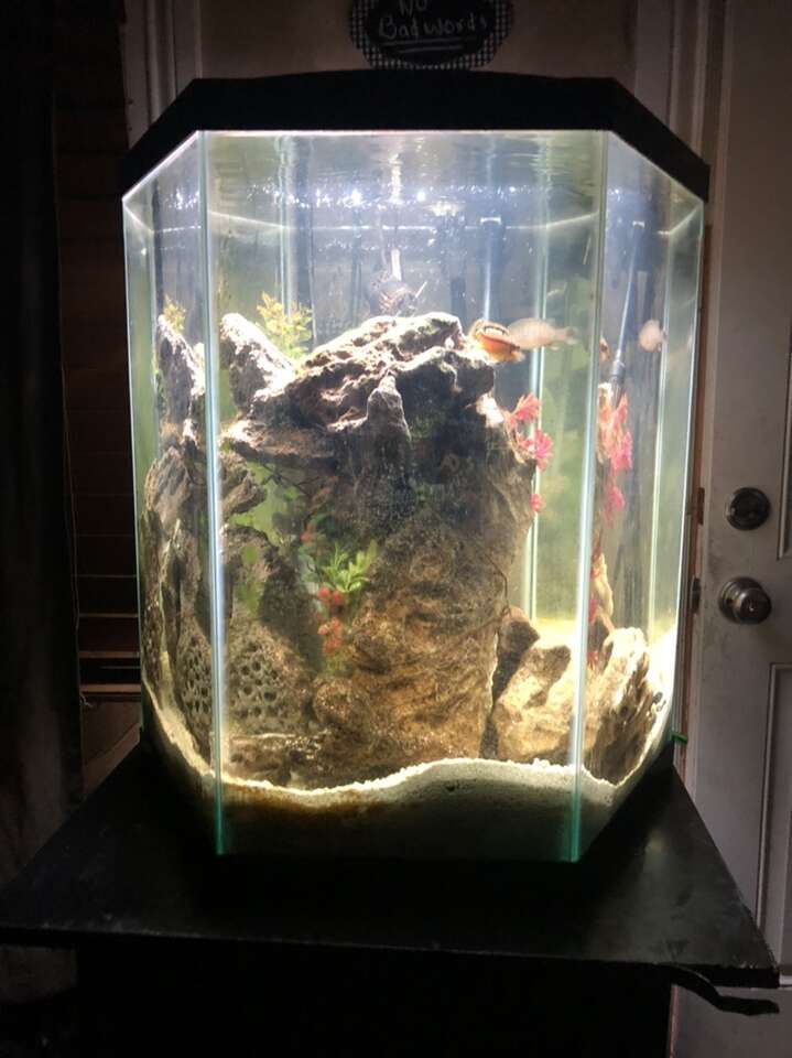 50 Gallon Aquarium Full Set Up Pets