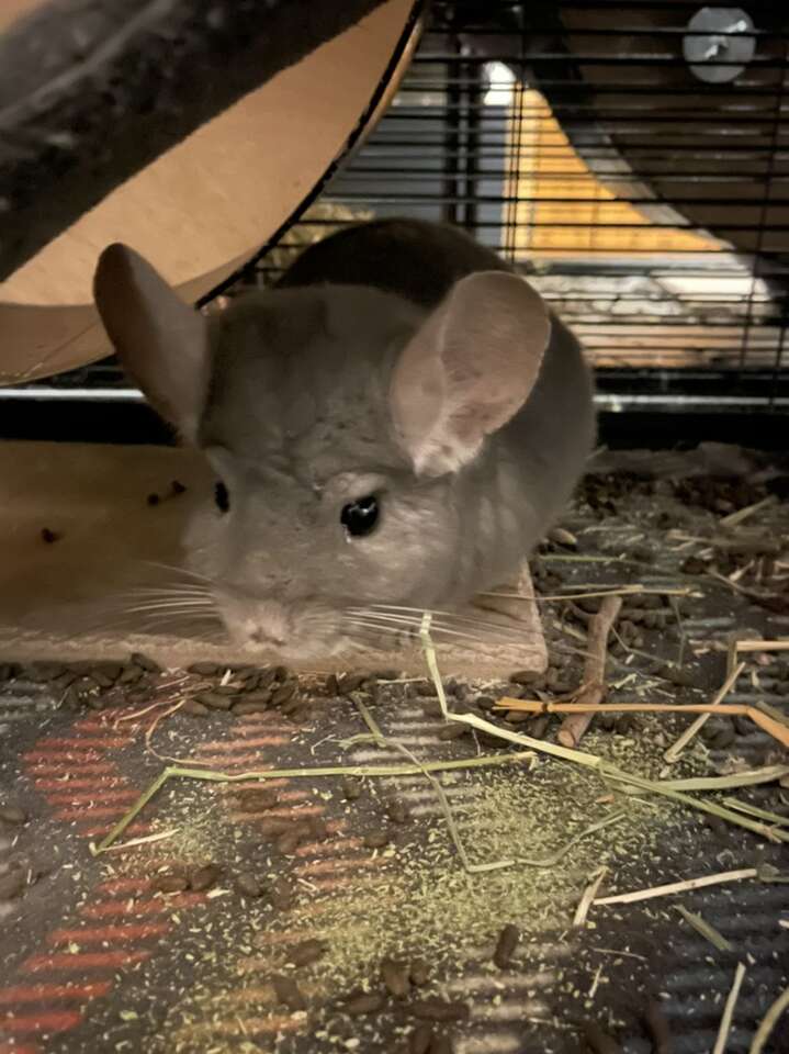 Chinchilla for Adoption: Theo