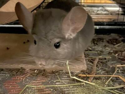 Chinchilla for Adoption: Theo