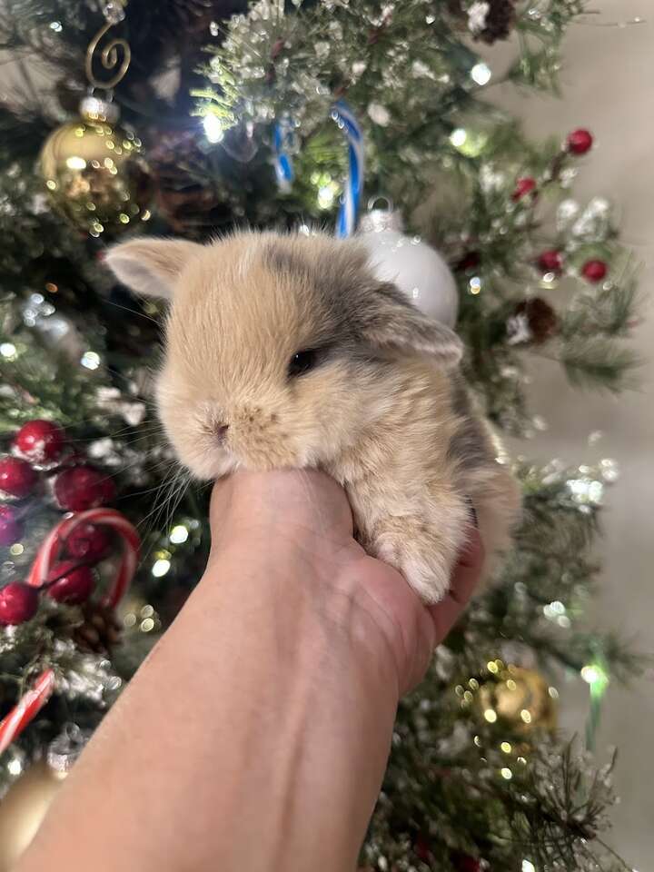 Holland Lop Bunny VM Blue Fawn Harli