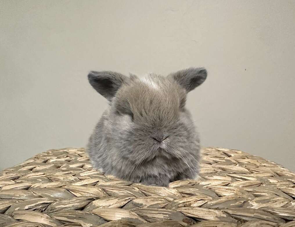 Holland lop Buck