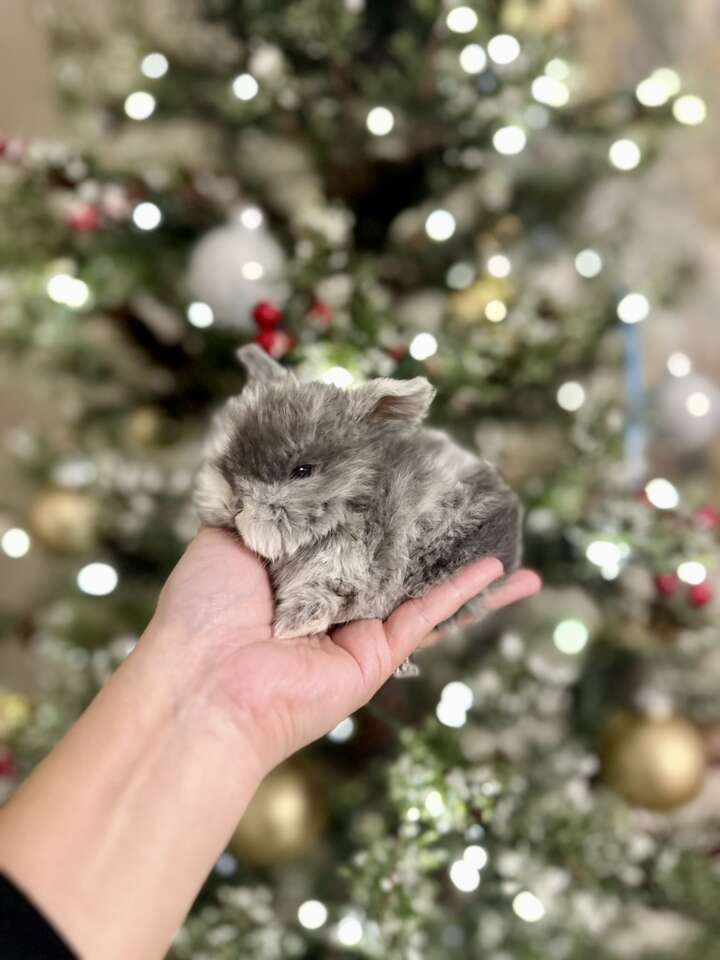 Blue MAGPIE holland Lop Boy