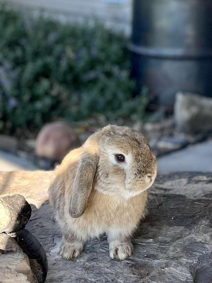 Holland Lop Buck