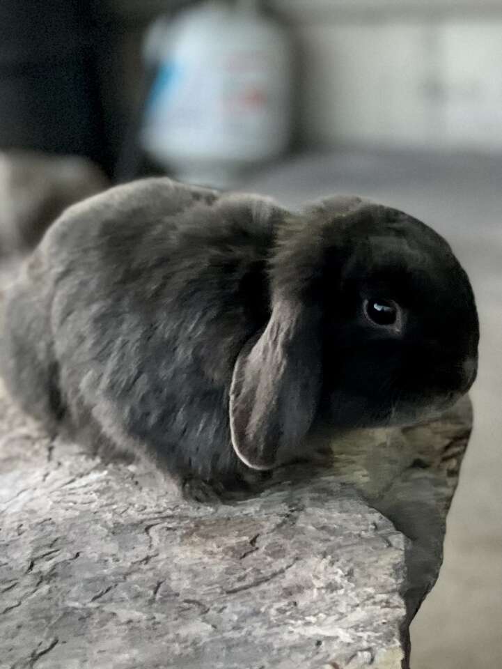 Pedigreed Holland Lop buck Bunny