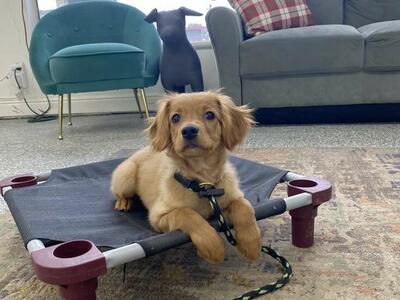 Looking to Train Your New Puppy? We Can Help!