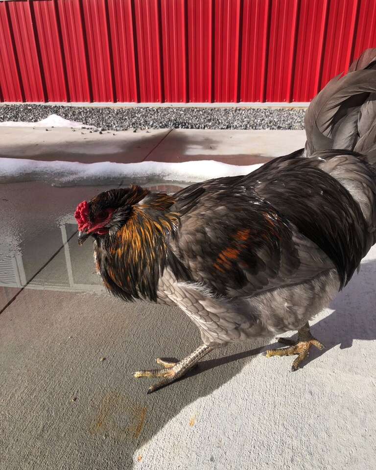 Free Roosters Livestock