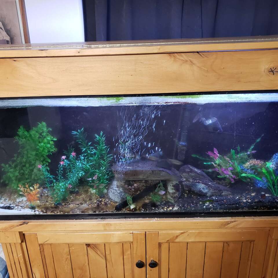 50 gallon fish tank plus stand Pets
