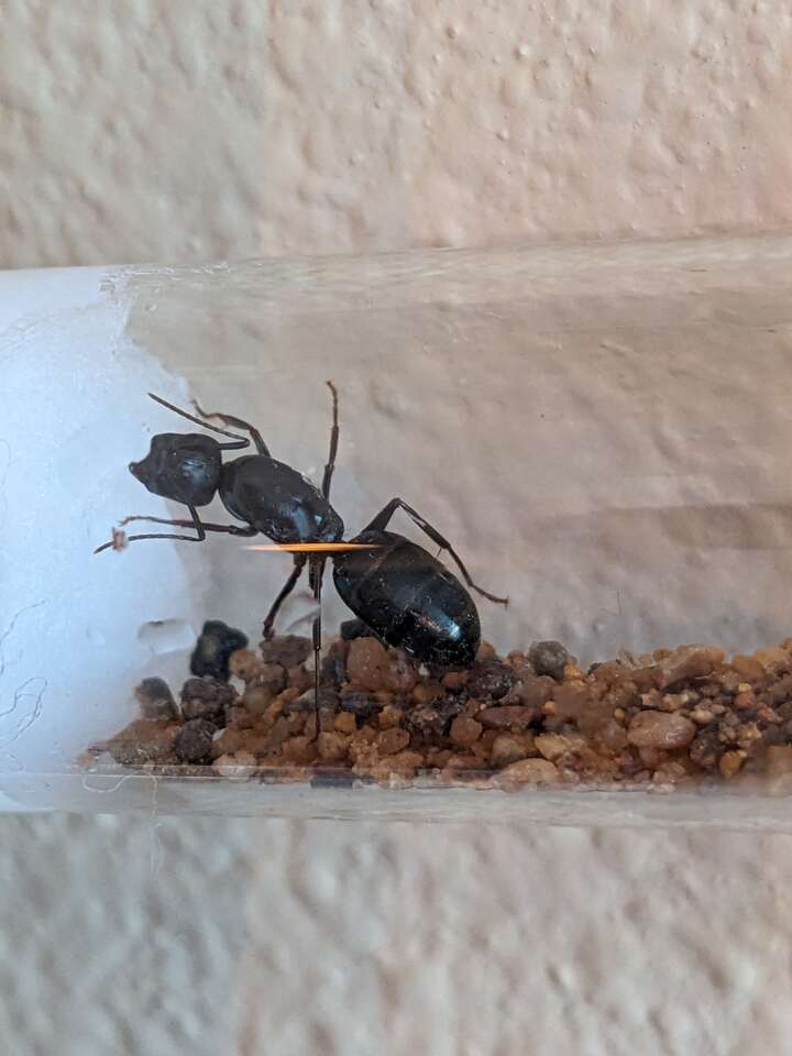 Queen ants for sale