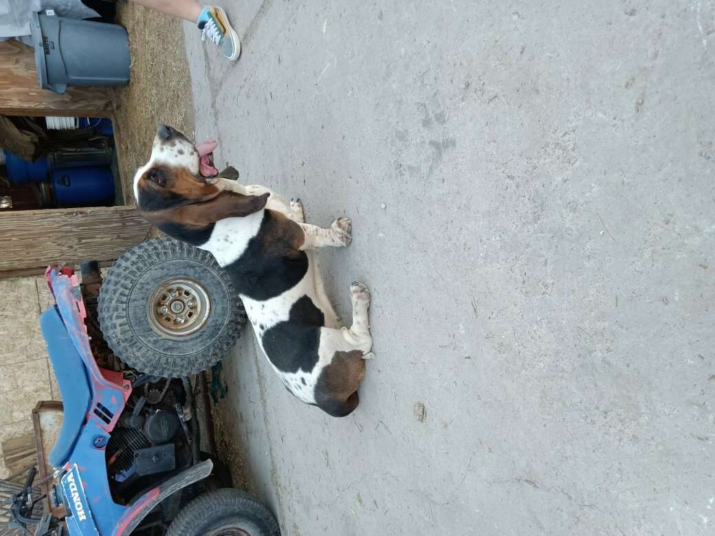 Full Basset hound 2 adults Pets