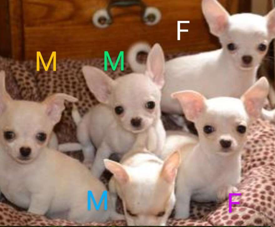 Adorable teacup chihuahua puppies Pets