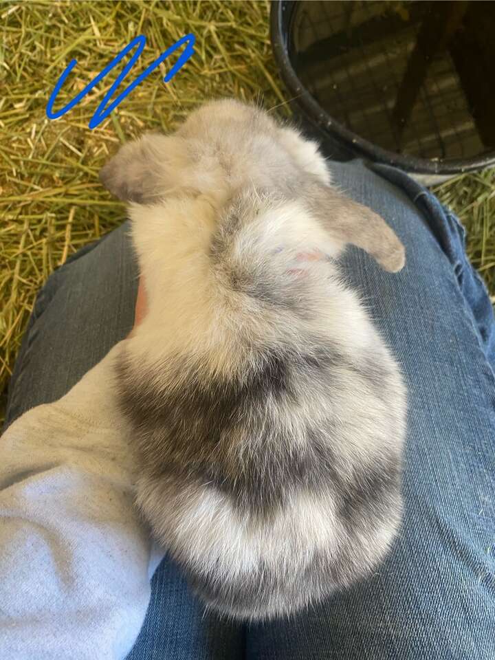 9 Week Old Half Pedigreed Holland Lops