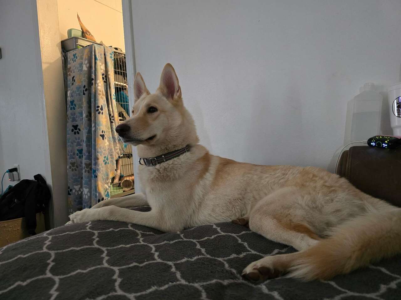 Husky