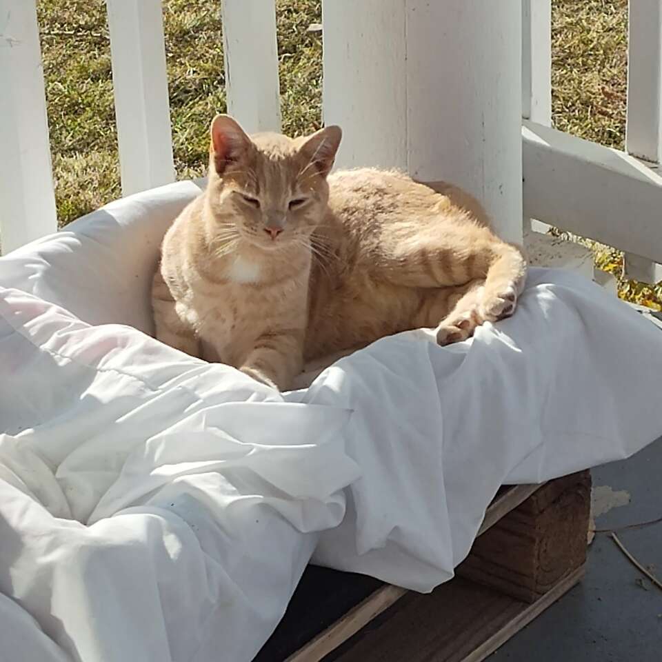 Free fixed male cat Pets