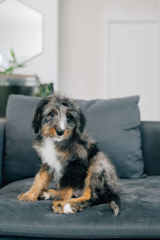 Female Medium Bernedoodle *like Goldendood… Pets