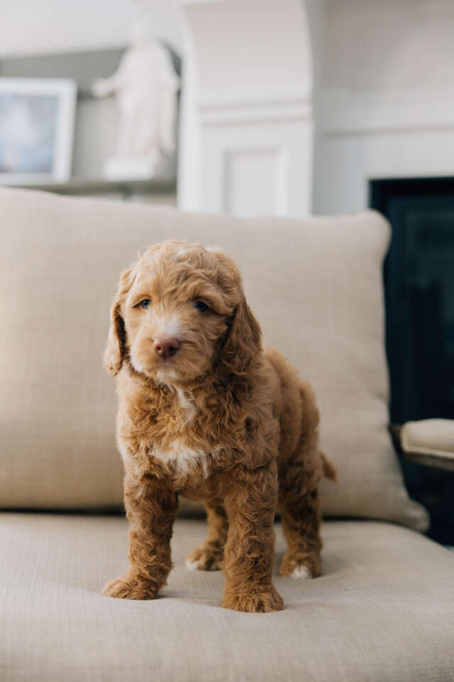 Male Mini Bernedoodle Pets