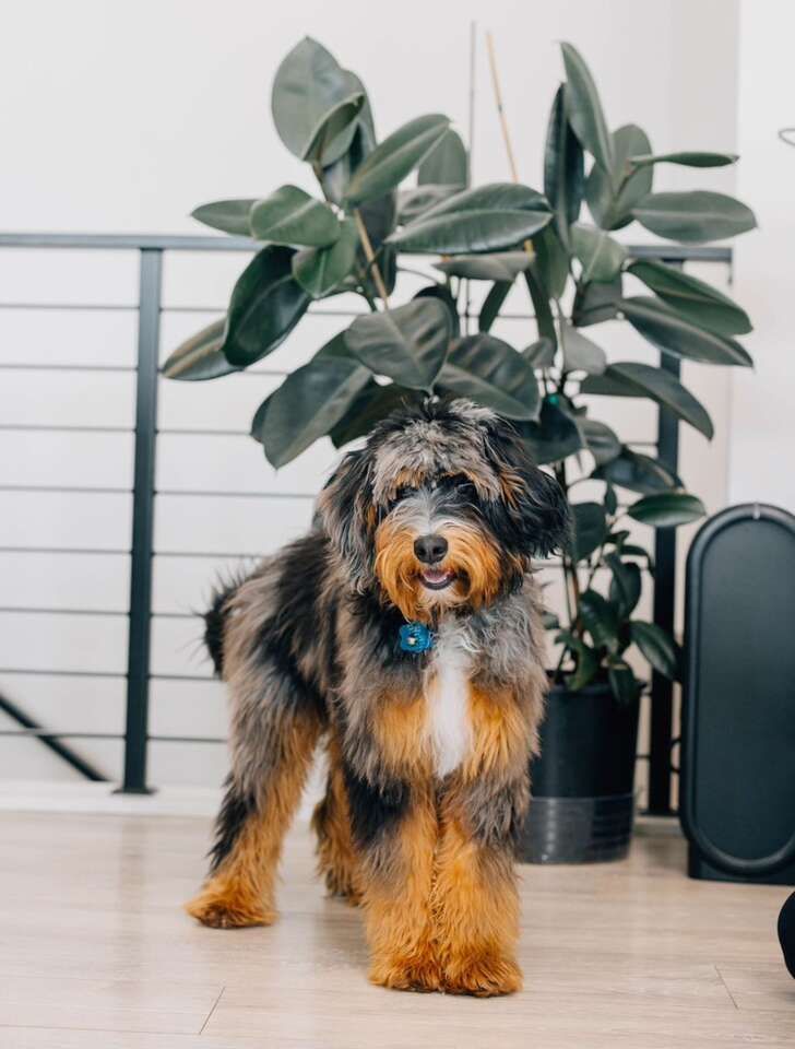 Clear Mini Bernedoodle *** Fully Furnished *** Like Goldendoodle Cavapoo Miniature Merle