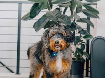 Clear Mini Bernedoodle *** Fully Furnished *** Like Goldendoodle Cavapoo Miniature Merle