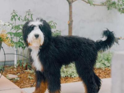 Medium Bernedoodle *** 68% Bernese *** Like Goldendoodle Cavapoo Miniature Merle