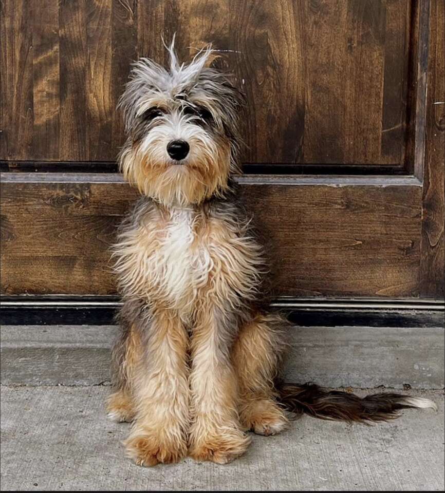 Clear Mini Bernedoodle *** 51% Bernese *** Like Goldendoodle Cavapoo Miniature Merle