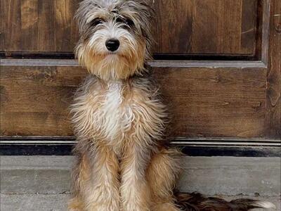 Clear Mini Bernedoodle *** 51% Bernese *** Like Goldendoodle Cavapoo Miniature Merle