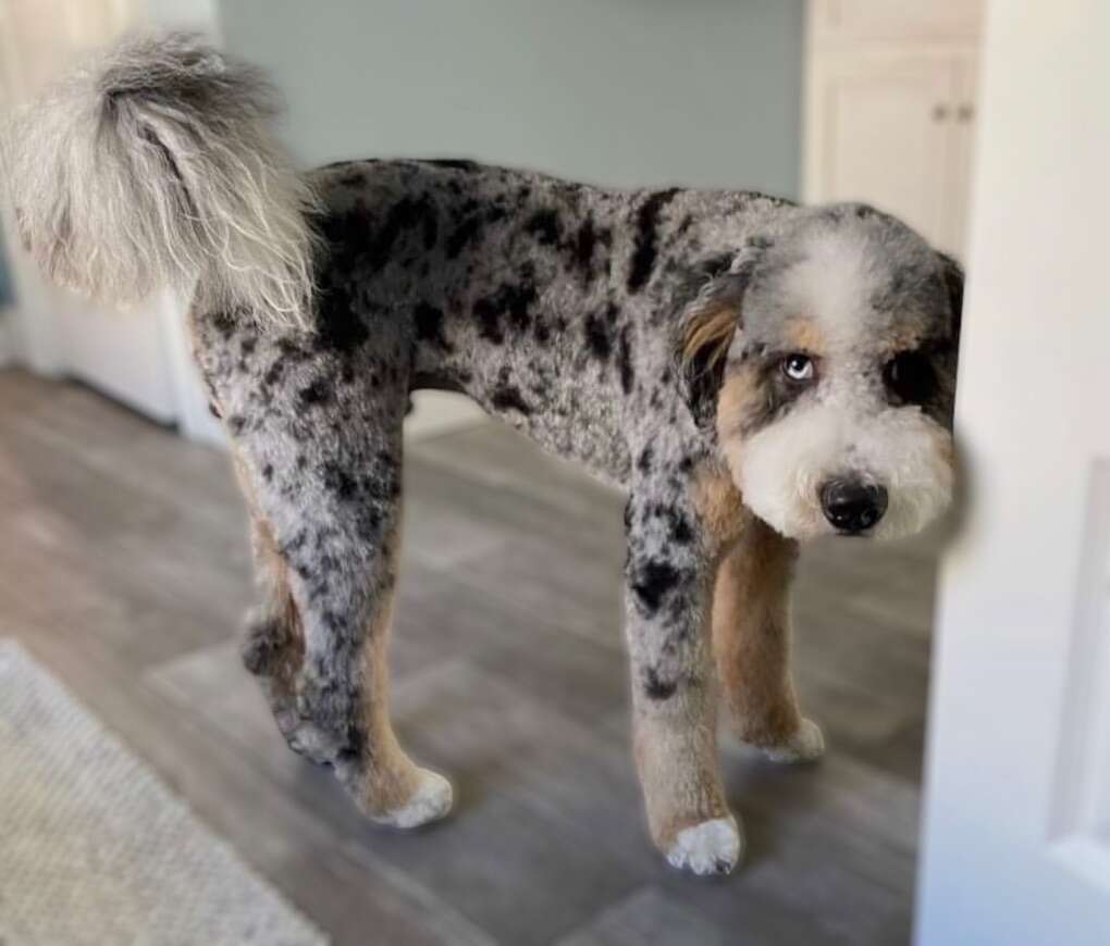 Clear Mini Bernedoodle *** Blue Eye *** Like Goldendoodle Cavapoo Miniature Merle