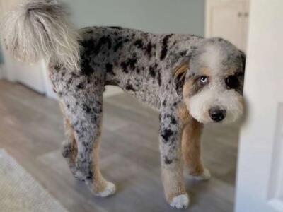 Clear Mini Bernedoodle *** Blue Eye *** Like Goldendoodle Cavapoo Miniature Merle