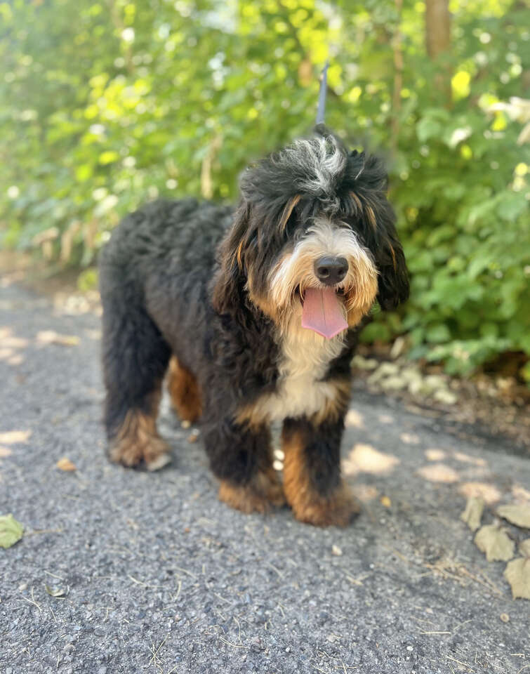 Clear Mini Bernedoodle *** No Curl Fully Furnished *** Like Goldendoodle Cavapoo Miniature Merle