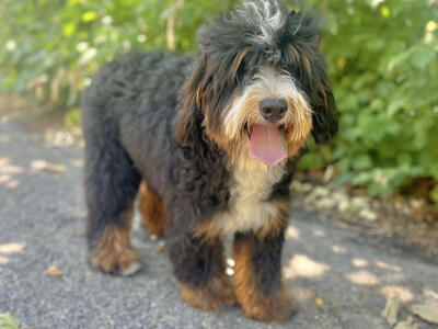Clear Mini Bernedoodle *** No Curl Fully Furnished *** Like Goldendoodle Cavapoo Miniature Merle