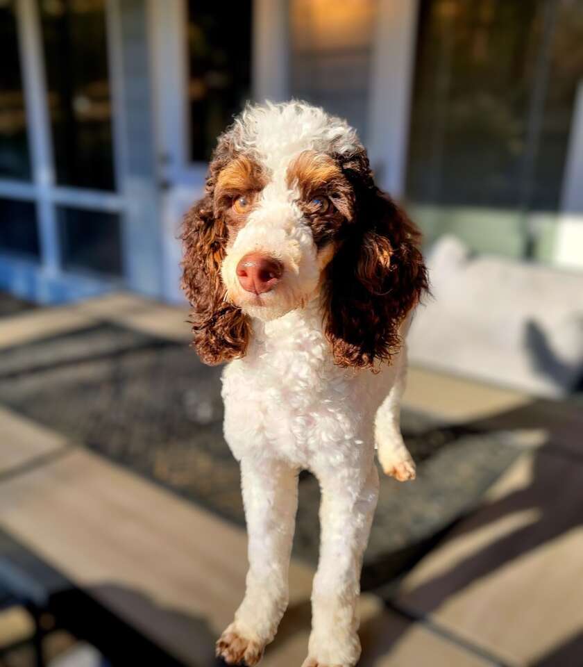 Clear AKC Mini Poodle *** Fully Furnished *** Like Goldendoodle Cavapoo Miniature Bernedoodle