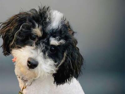 AKC Mini Poodle *** Tri Colored *** Like Goldendoodle Cavapoo Miniature