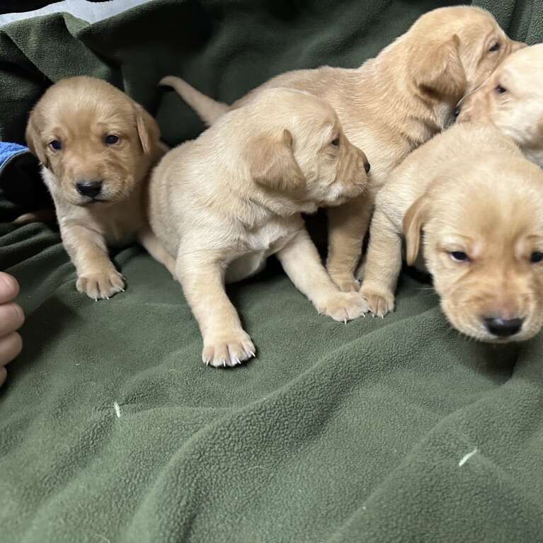 Fox Red/ Yellow Lab Puppies AKC Pets